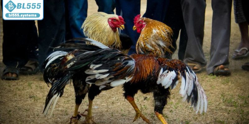 Giới thiệu sân chơi đá gà BL555 Giới thiệu sân chơi đá gà BL555