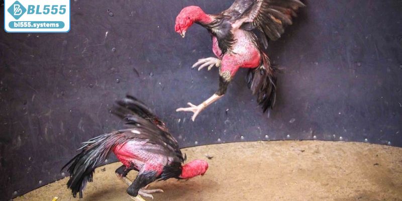 Khám phá những loại hình thi đấu đá gà BL555 Khám phá những loại hình thi đấu đá gà BL555