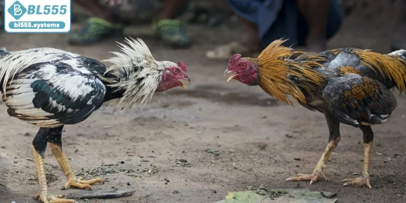 Tìm hiểu nguồn gốc đá gà nòi Tìm hiểu nguồn gốc đá gà nòi